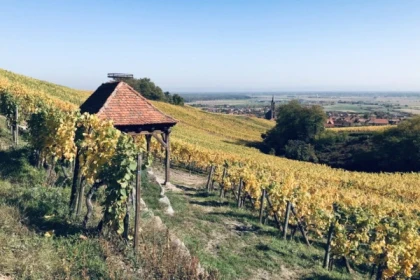 Wine & gourmet walk - Expériences Pays de Barr